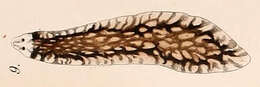 Image of Dendrocoelidae