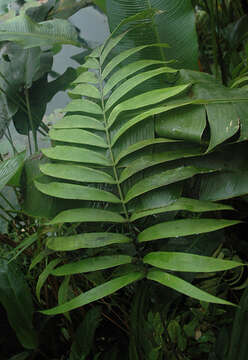 Image of Zamia roezlii Linden