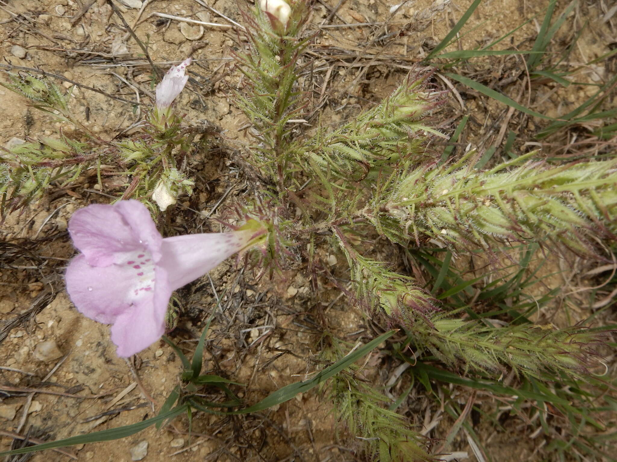 Imagem de Agalinis densiflora Blake