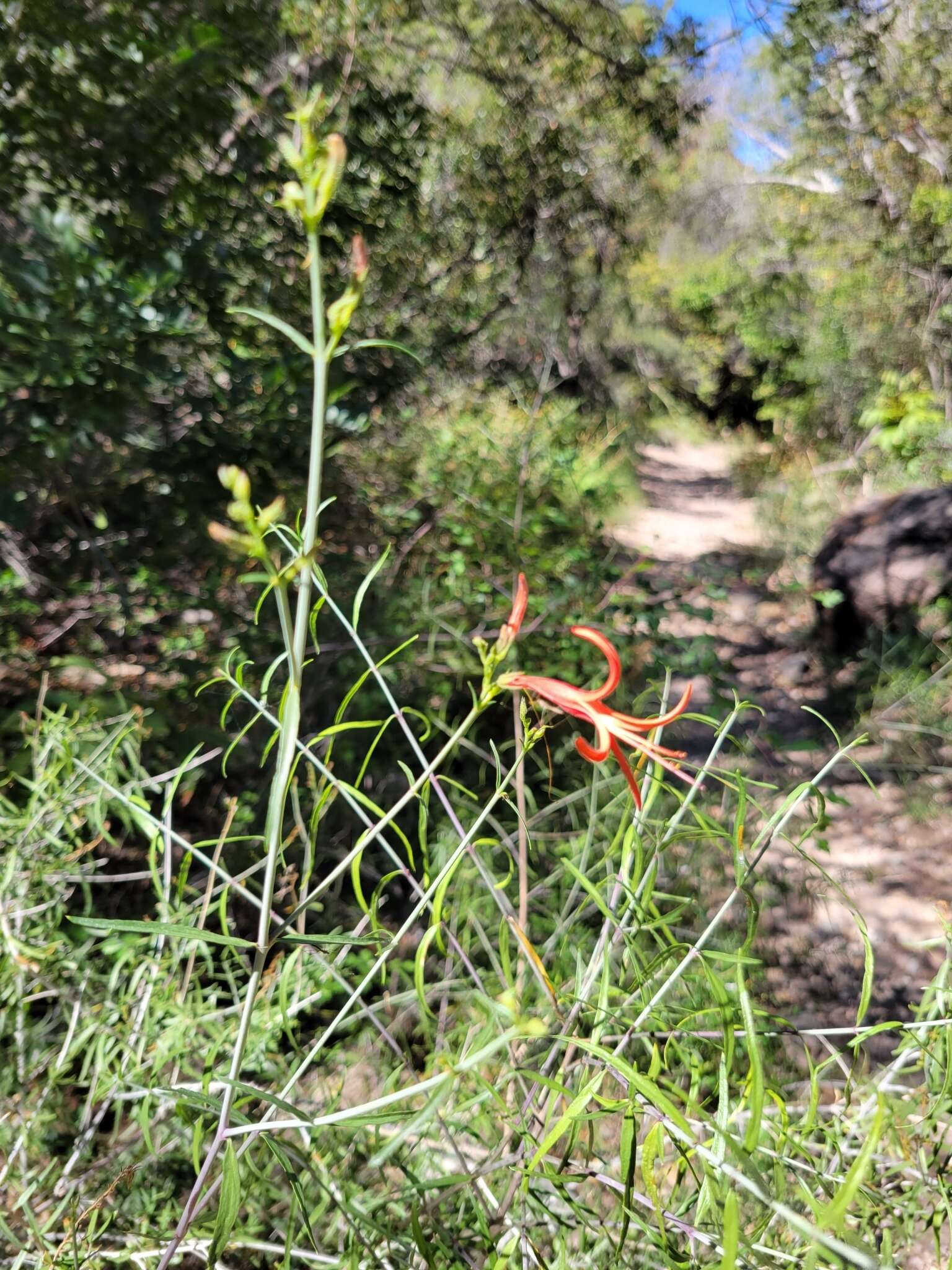 Anisacanthus linearis (Hagen) J. Henrickson & E. J. Lott resmi