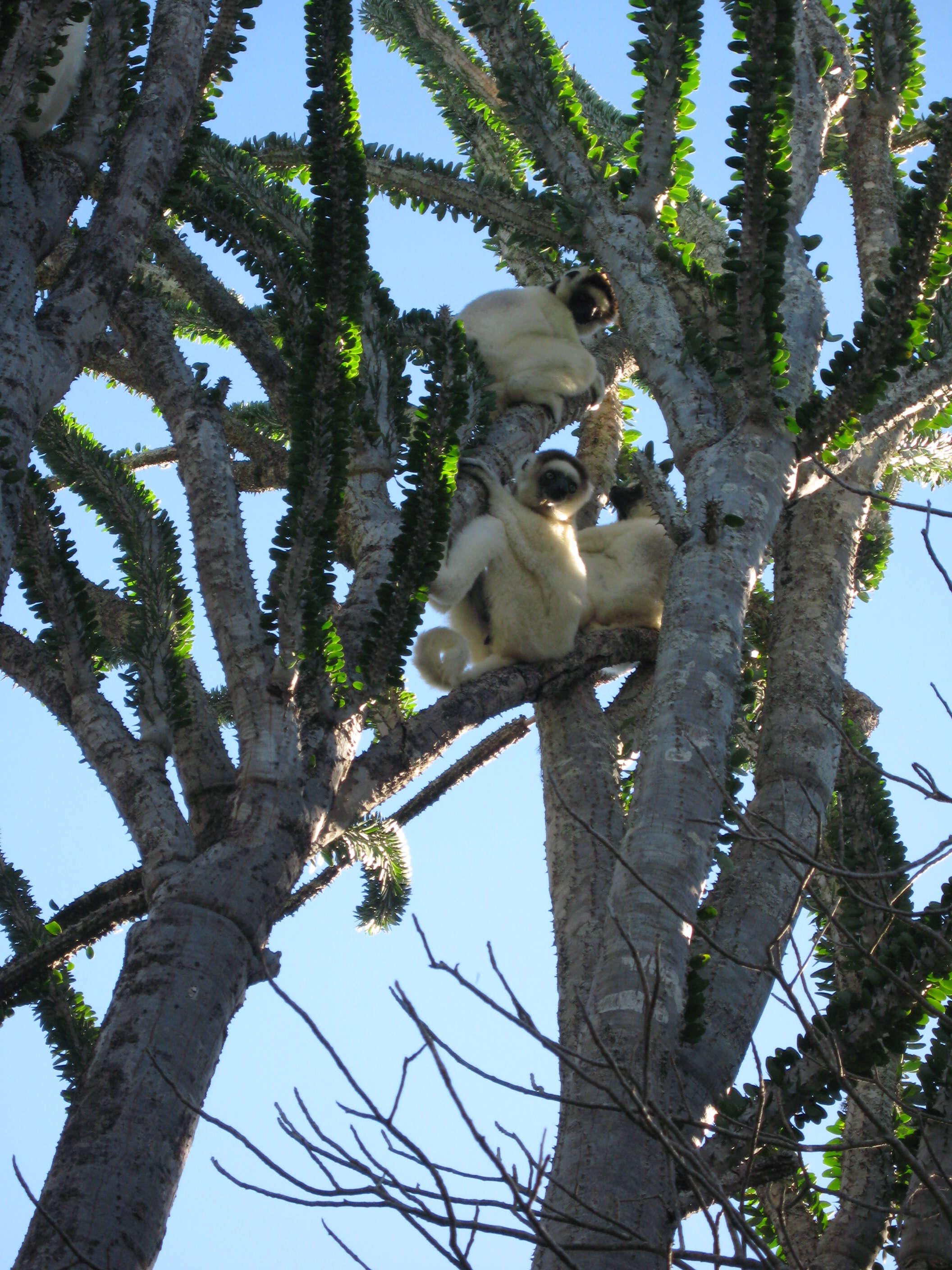 Image of Verreaux's Sifaka