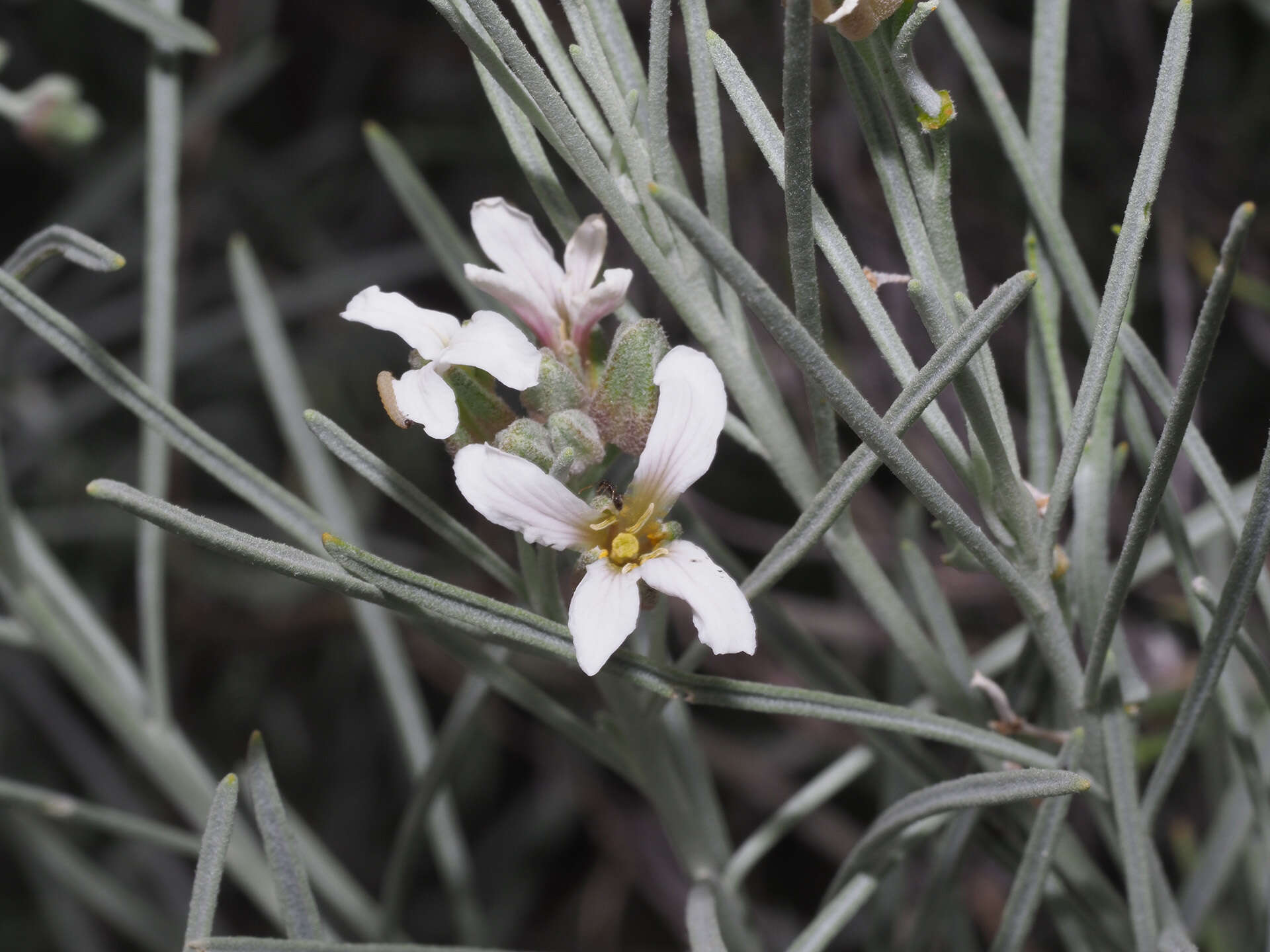 Imagem de Parolinia filifolia G. Kunkel