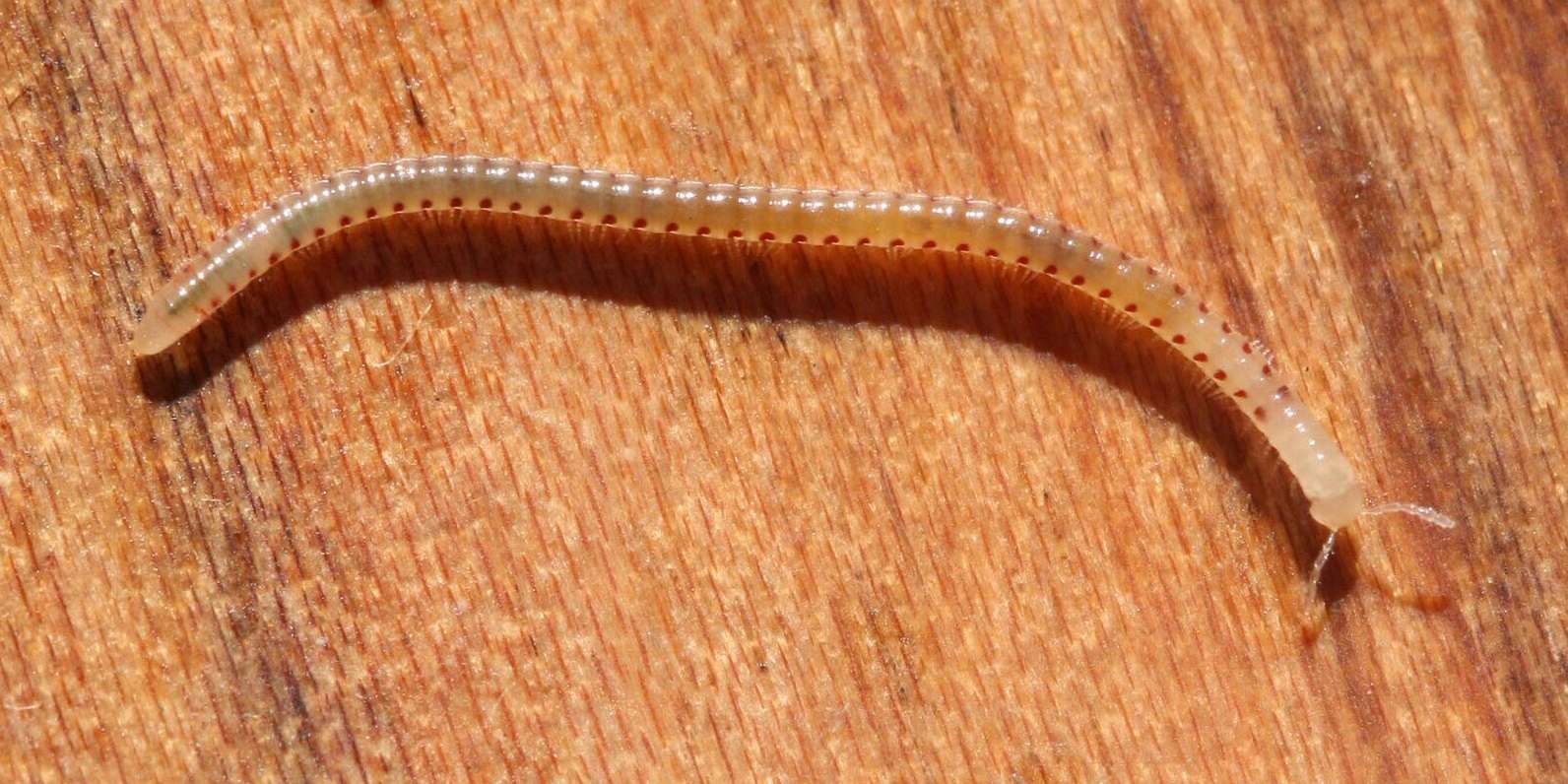 Image of Spotted snake millipede