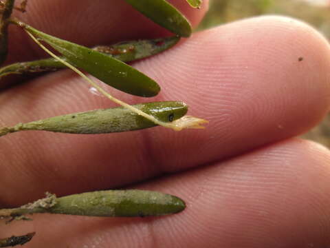 Imagem de Anathallis sertularioides (Sw.) Pridgeon & M. W. Chase