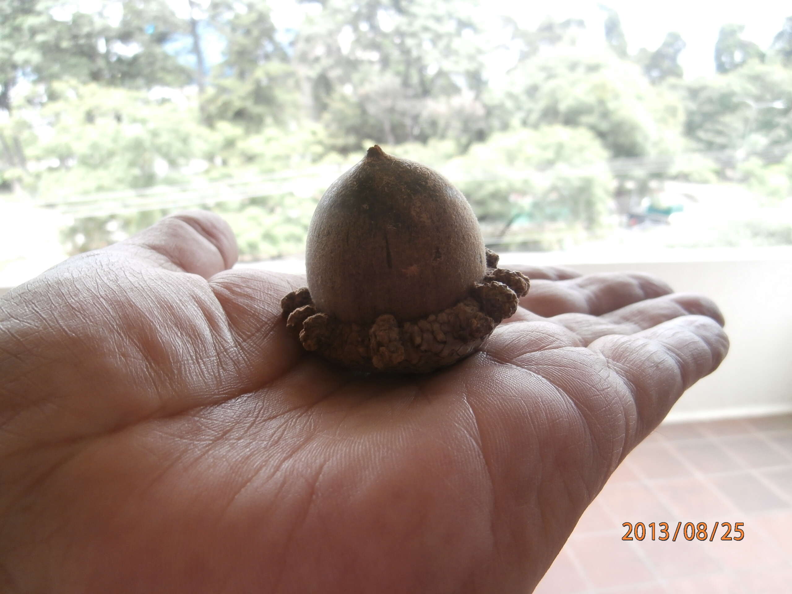 صورة Quercus peduncularis Née