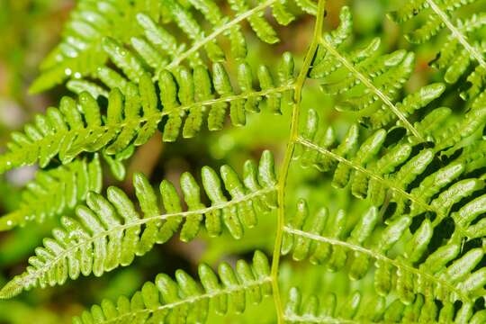 Image of decomposition brackenfern