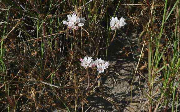 Image of pitted onion