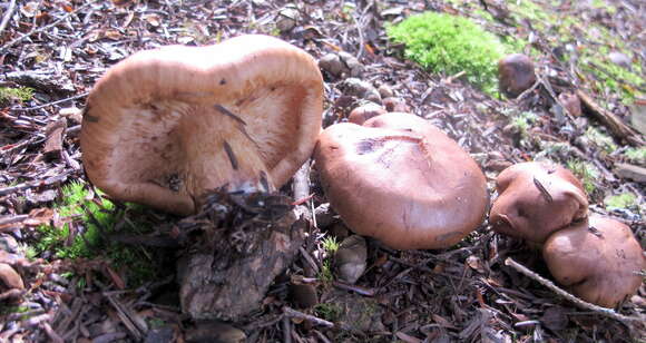 Image of Tricholoma fulvum (DC.) Bigeard & H. Guill. 1909