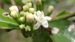 Image de Erythroxylum lanceum Boj.