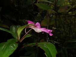 Imagem de Impatiens firmula Baker