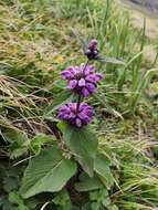 Image of Phlomoides bracteosa (Royle ex Benth.) Kamelin & Makhm.