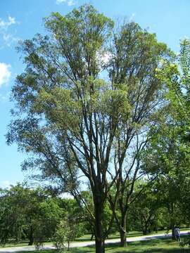 Image of Siberian Elm