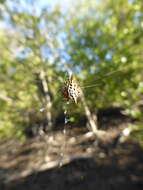 Image of Gasteracantha sanguinolenta bigoti Emerit 1974