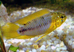 Image of Borelli's dwarf cichlid