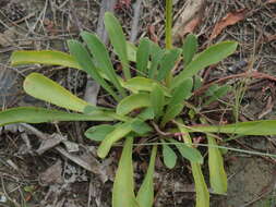 Imagem de Limonium sinense (Girard) Kuntze