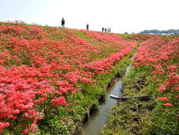 Image of red spider lily