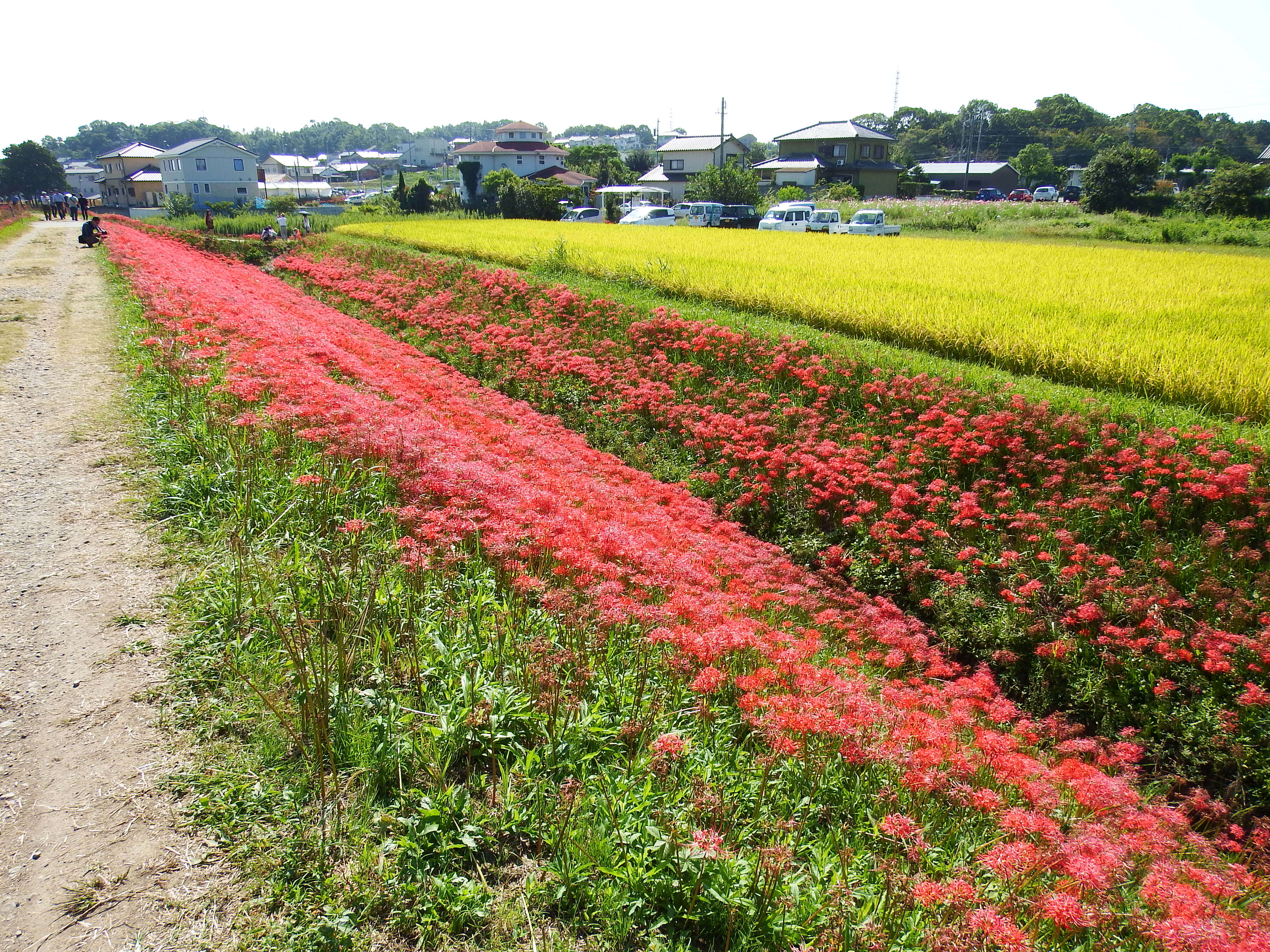 Image of red spider lily