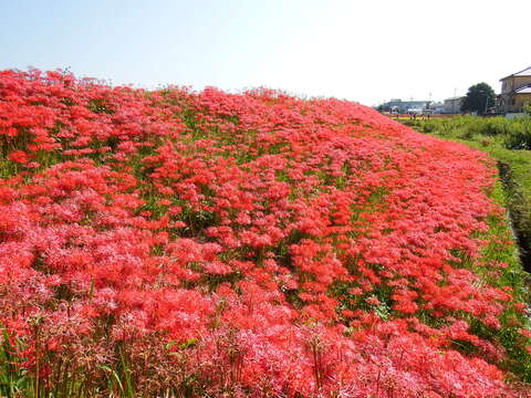 Image of red spider lily