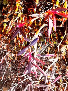 Image of Small Cranberry