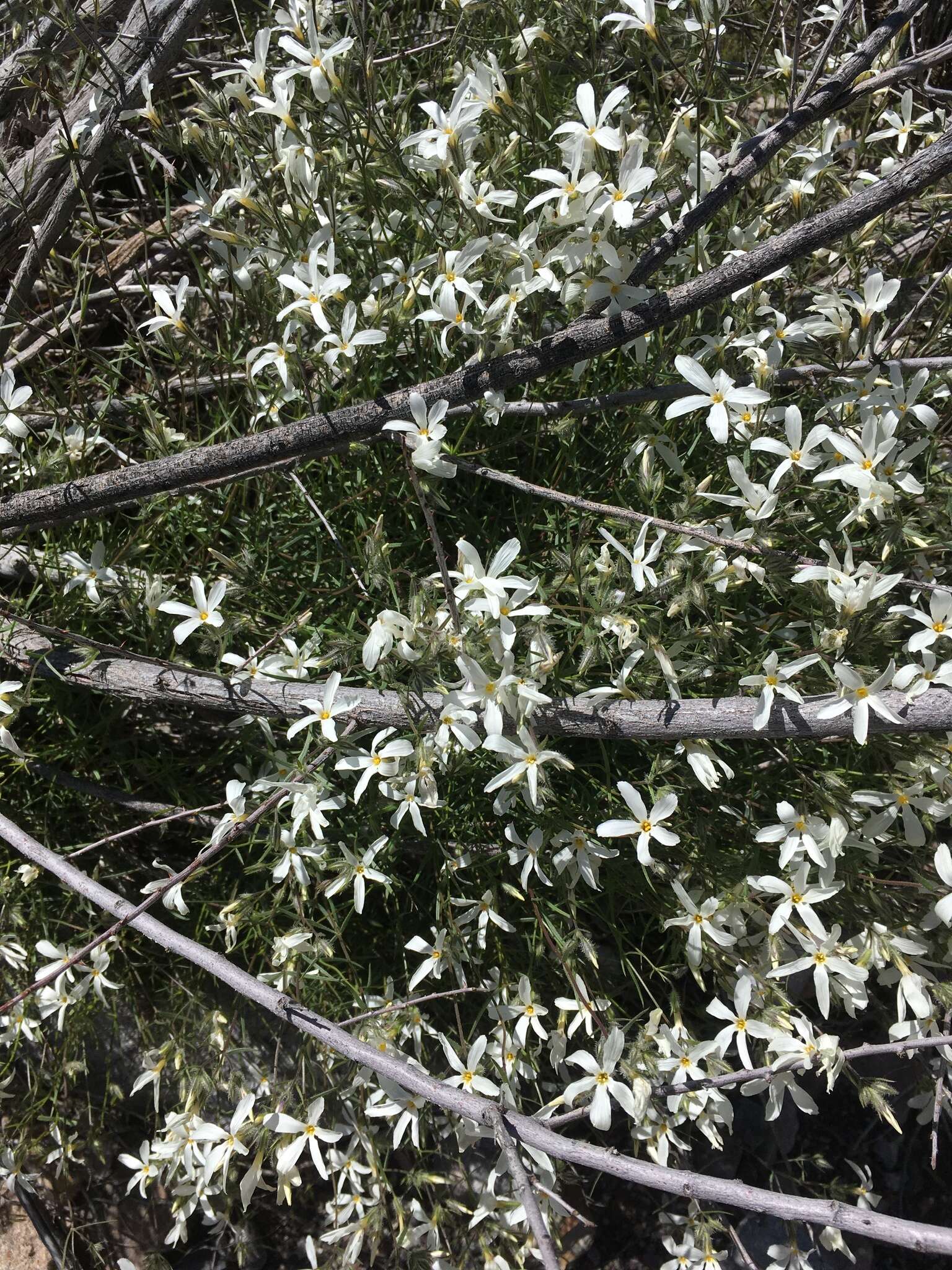 Image of Santa Catalina Mountain phlox