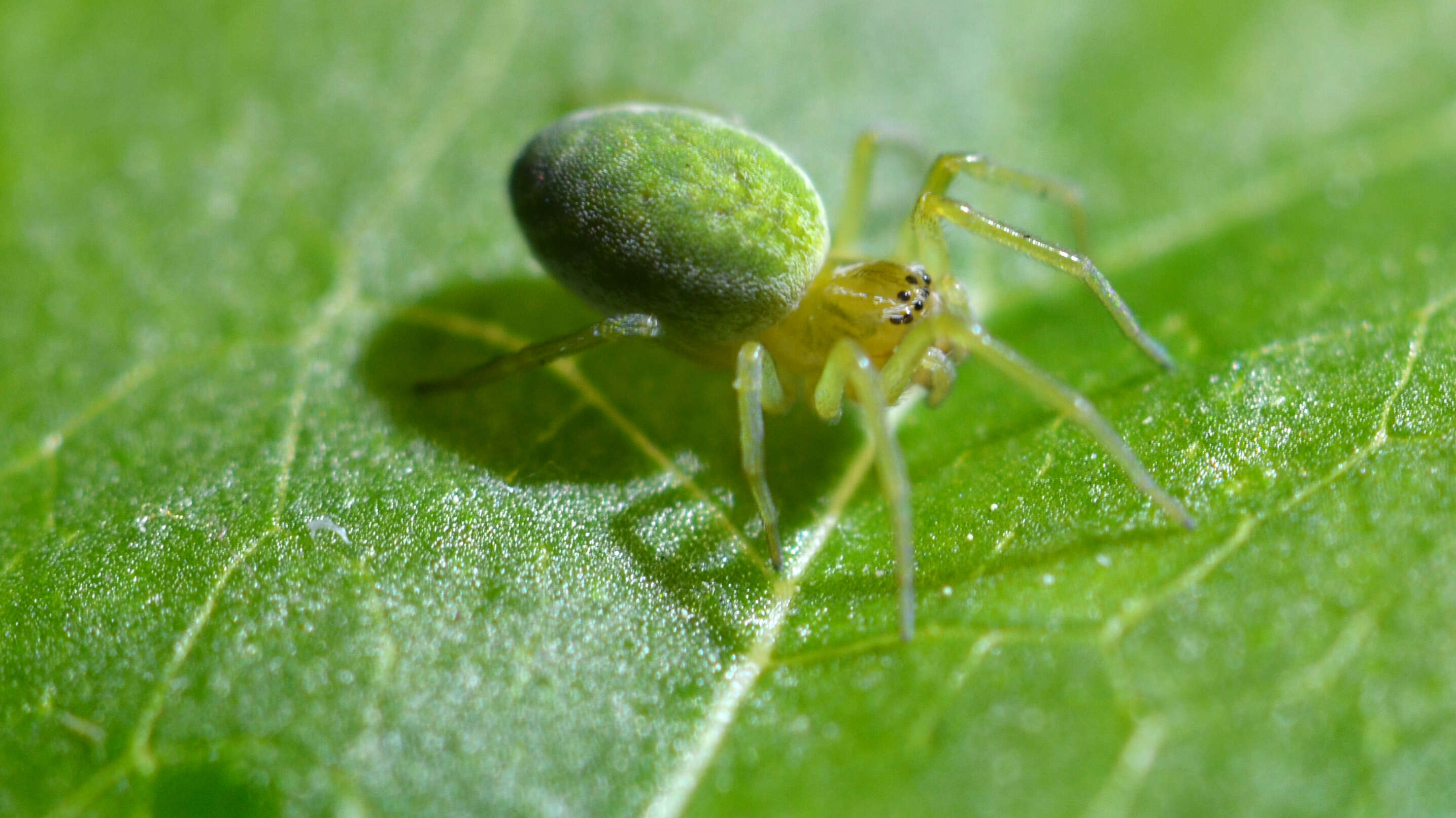 Image of Nigma walckenaeri (Roewer 1951)