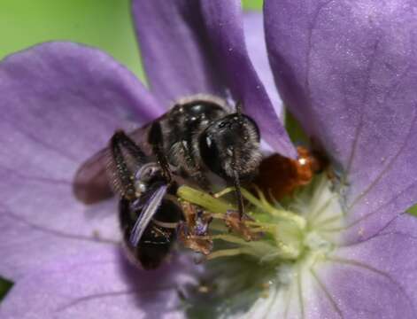 Image of Andrena distans Provancher 1888