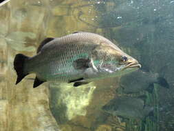 Image of Asian seabass