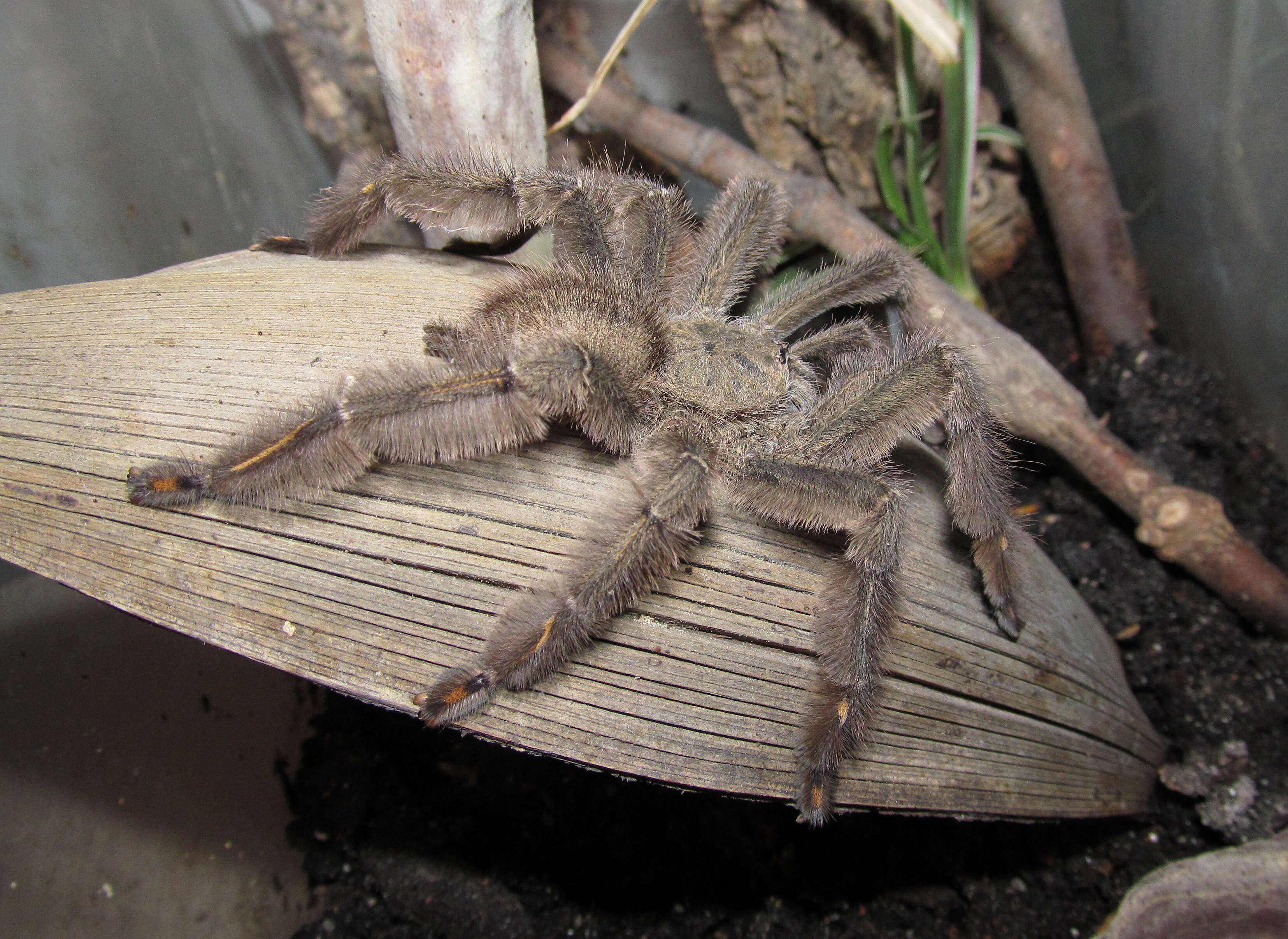 Image de Psalmopoeus irminia Saager 1994