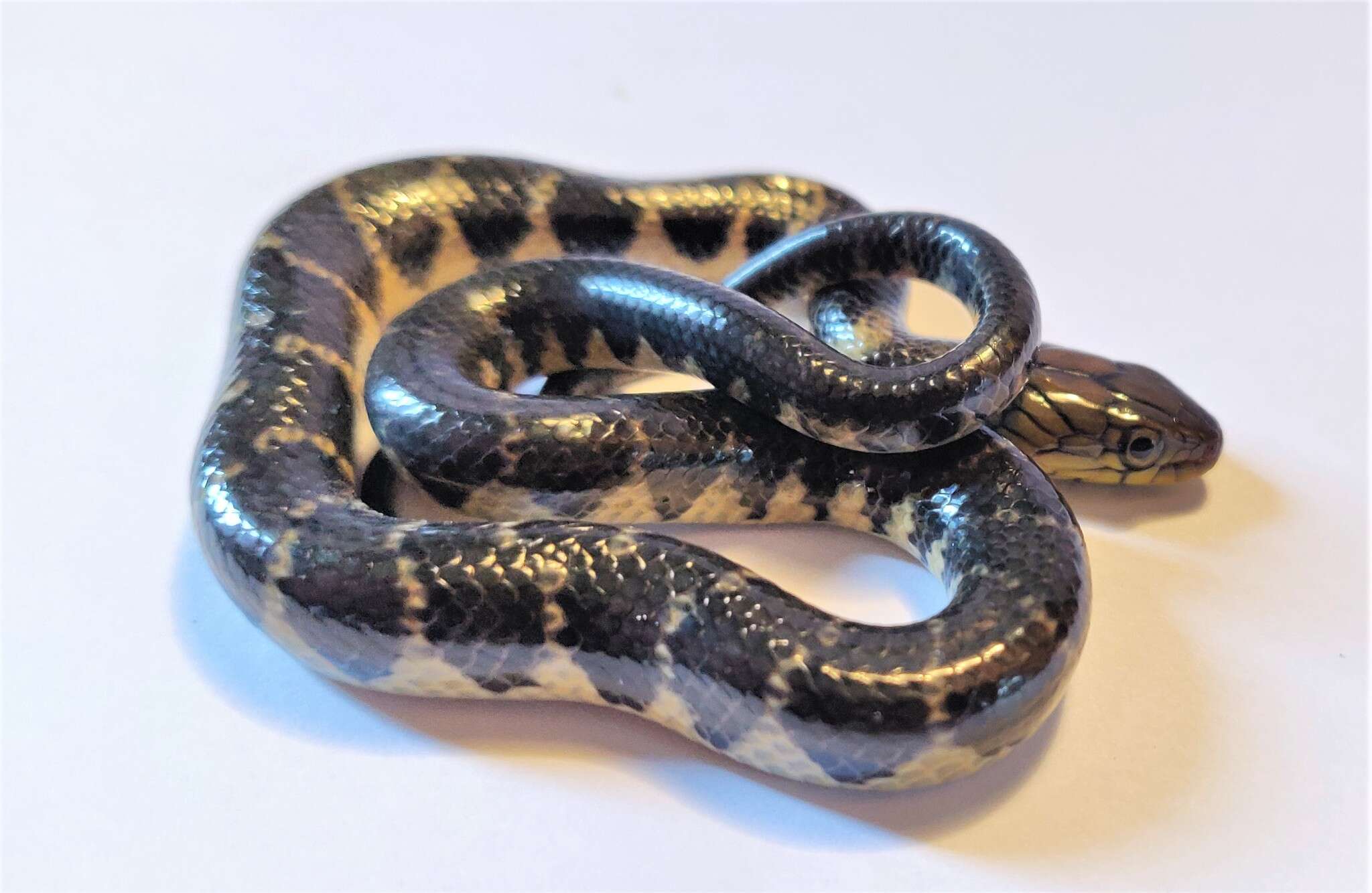 Image of Smith's African Water Snake