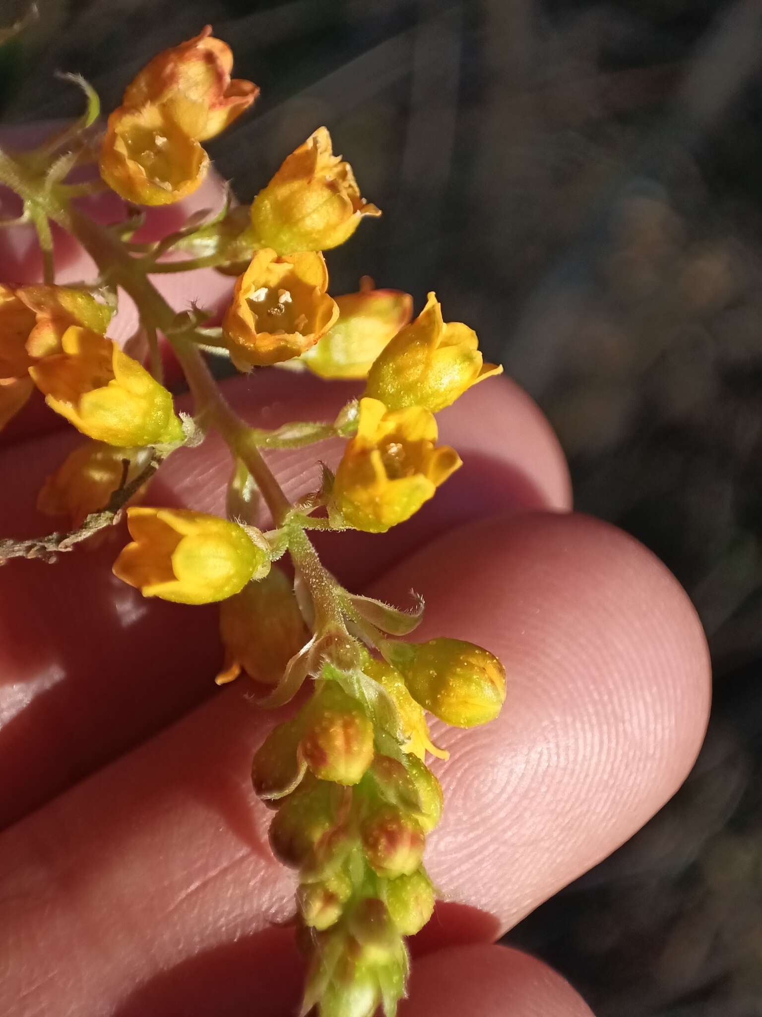 Image of Ribes punctatum Ruiz & Pav.