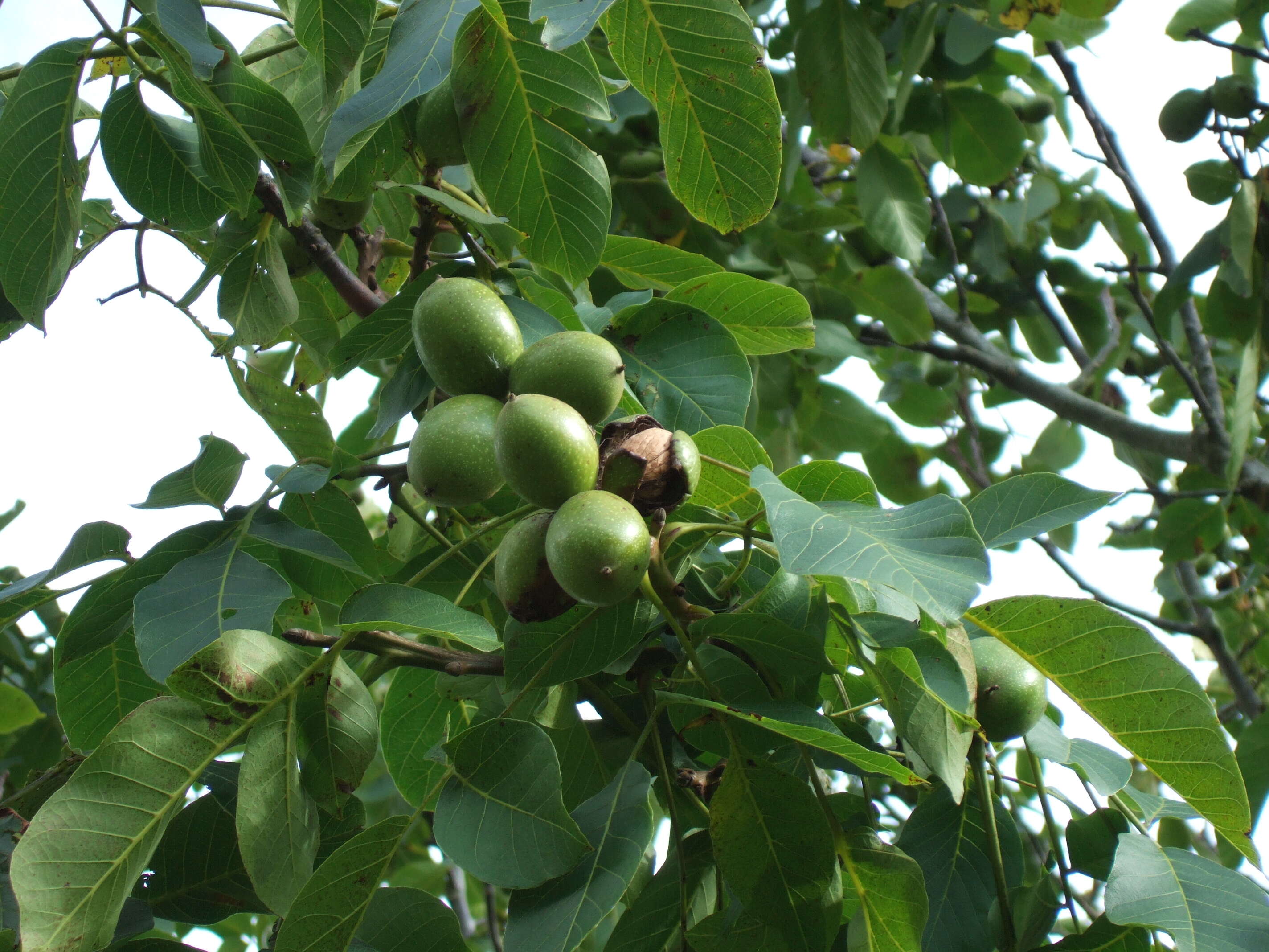 Image of Common walnut