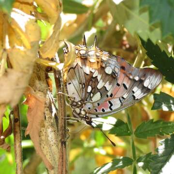 صورة <i>Charaxes <i>jahlusa</i></i> jahlusa