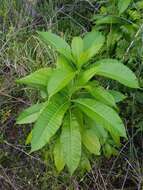 Alstonia macrophylla Wall. ex G. Don resmi