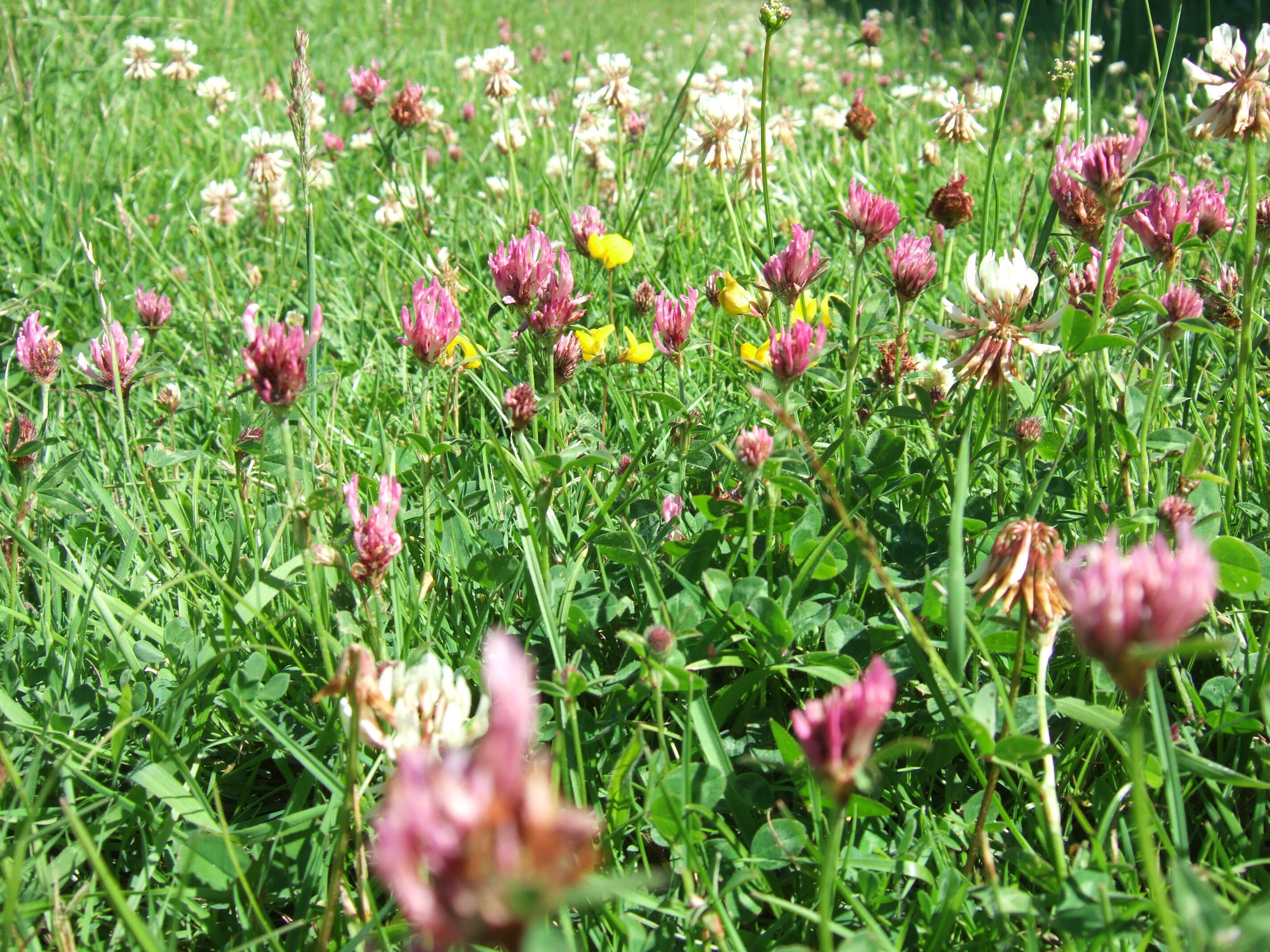 Image of Red Clover