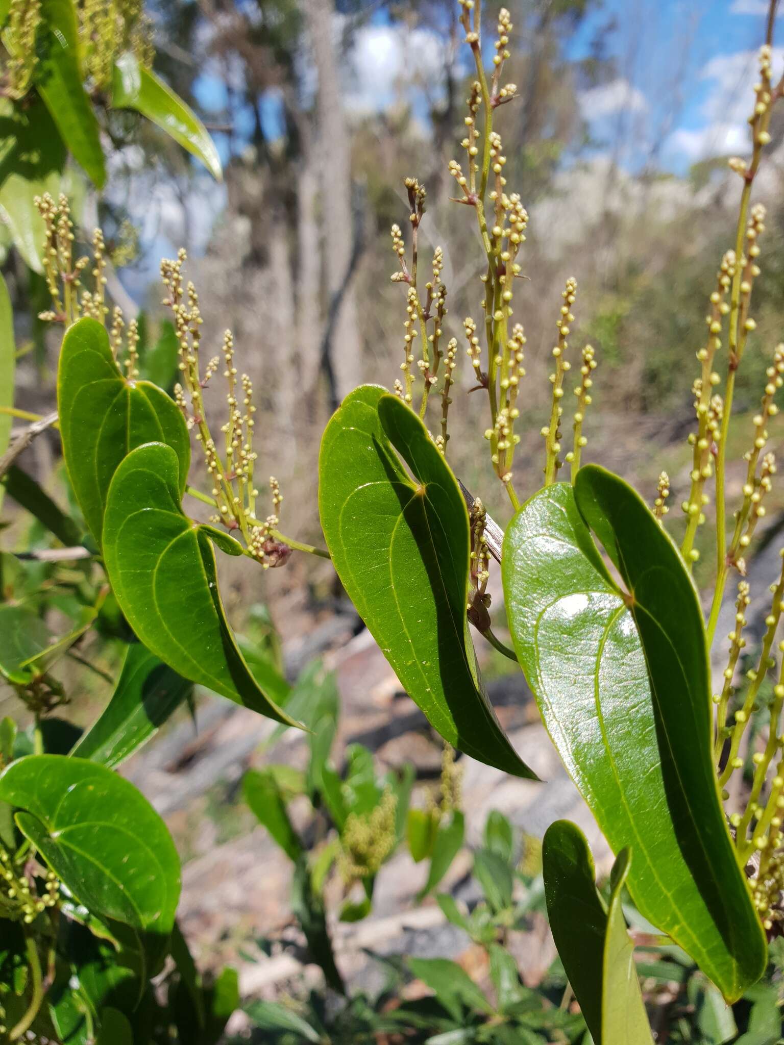 Dioscorea transversa R. Br. resmi