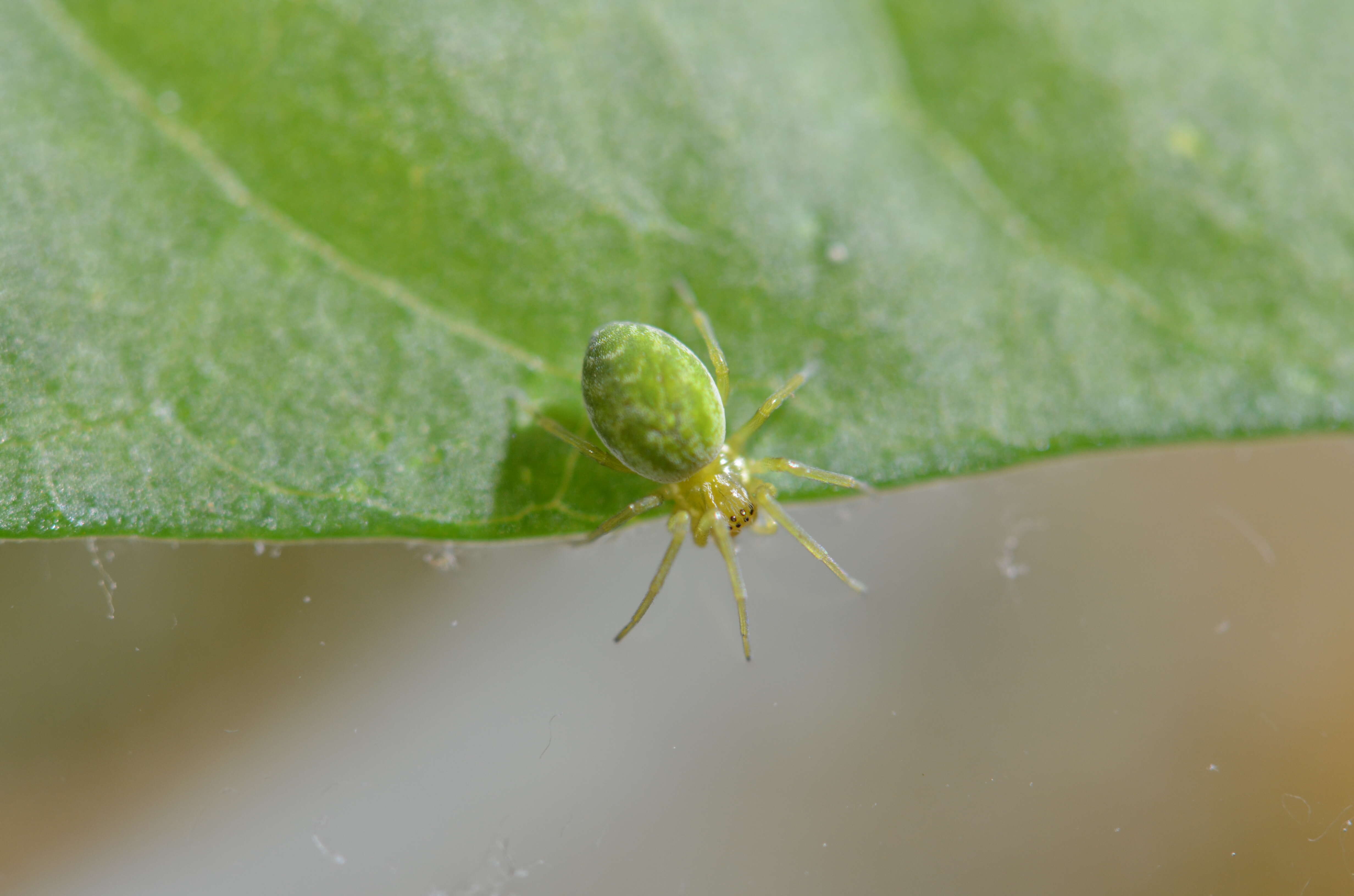 Image of Nigma walckenaeri (Roewer 1951)