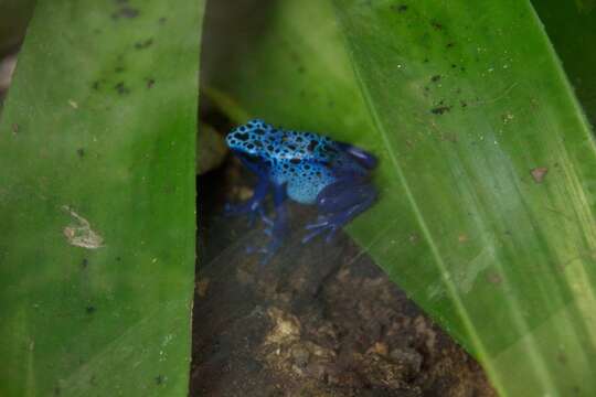 Image of Dendrobates azureus