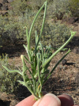 Imagem de Matthiola parviflora (Schousb.) W. T. Aiton