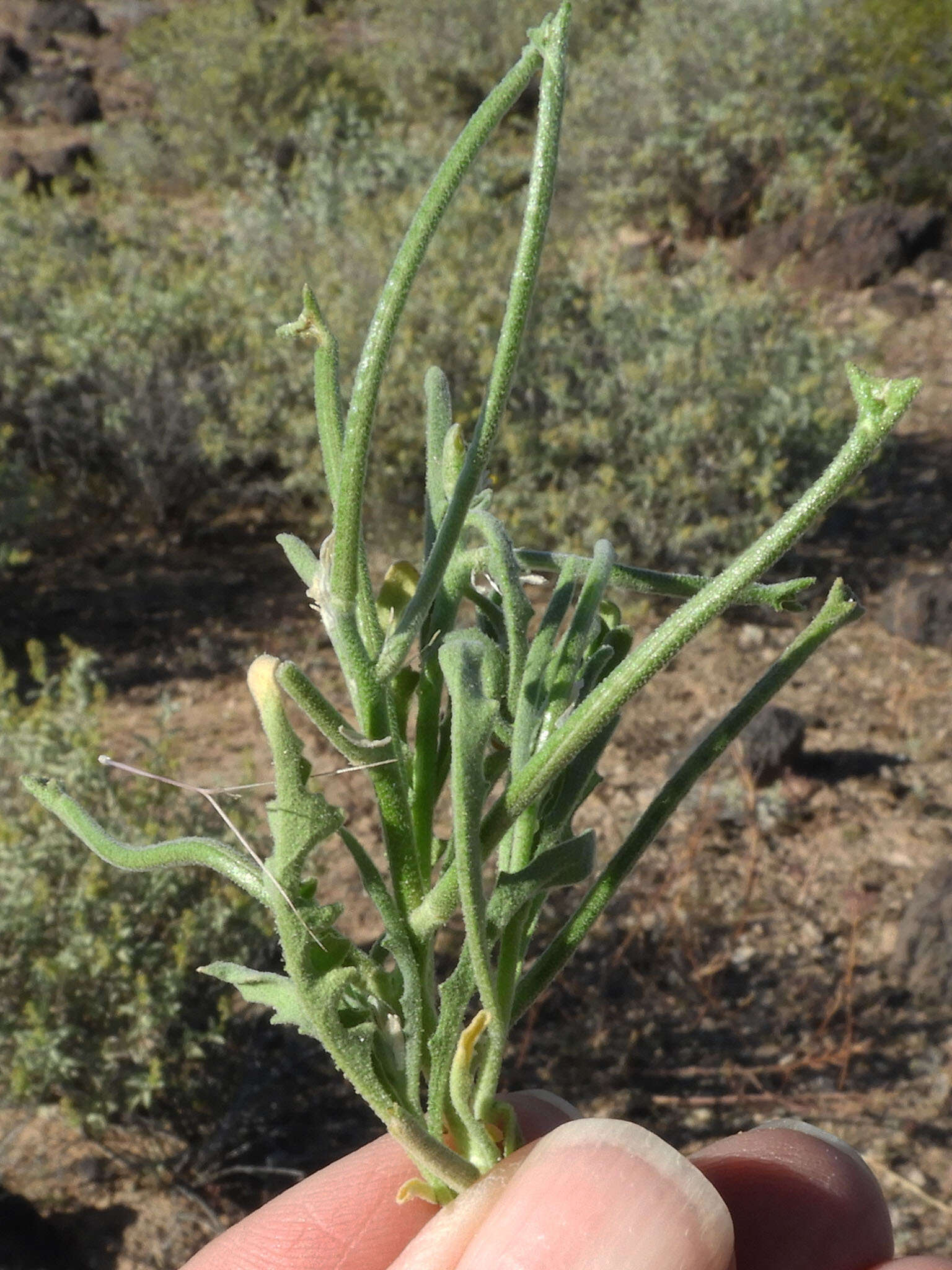 Image of Matthiola parviflora (Schousb.) W. T. Aiton