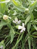 Image of Silene procumbens Murr.