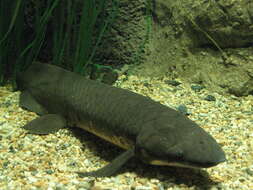 Image of Australian lungfish