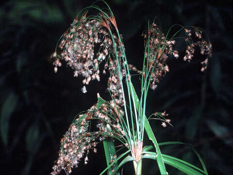 Imagem de Scirpus cyperinus (L.) Kunth