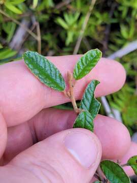 صورة Pomaderris paniculosa subsp. novaezelandiae (L. B. Moore) N. G. Walsh