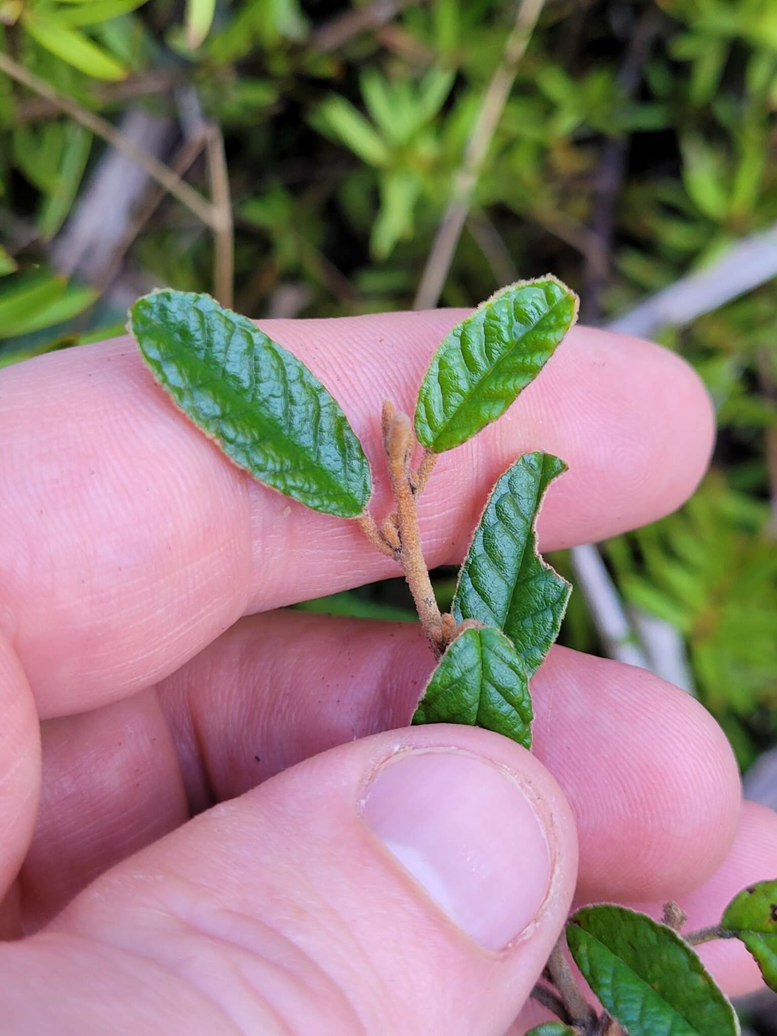 Image of Pomaderris paniculosa subsp. novaezelandiae (L. B. Moore) N. G. Walsh