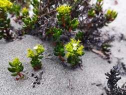 Image of Chorizanthe mieresii Teillier & J. Macaya