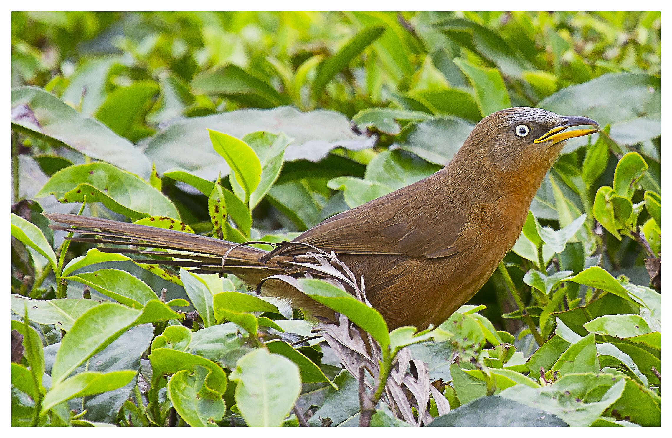 Image of Rufous Babbler