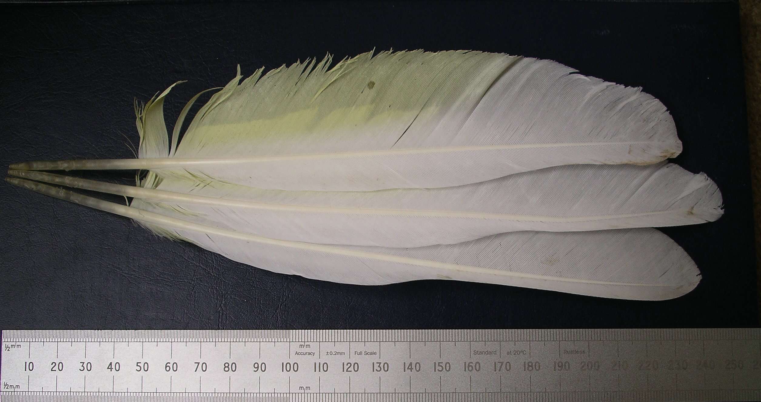 Image of Umbrella Cockatoo