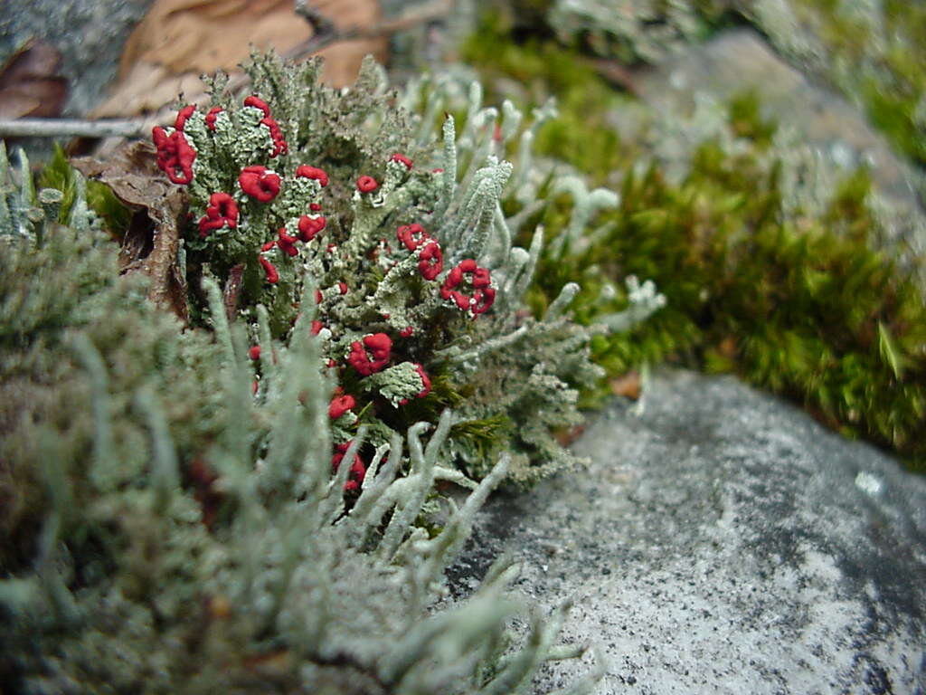 Image of cup lichen