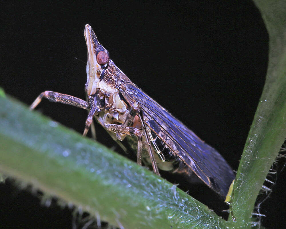 Image of Saigona ussuriensis (Lethierry 1878)