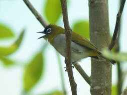 Image of Black-crowned White-eye